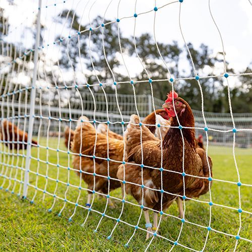 Poultry Netting Kits Explained  The Best Poultry Electric Netting Kits